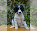 Puppy Blue Collar Goldendoodle