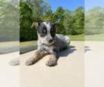 Small Photo #3 Australian Cattle Dog Puppy For Sale in WINSTON SALEM, NC, USA