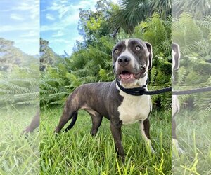 American Bulldog-Unknown Mix Dogs for adoption in Fort Pierce, FL, USA