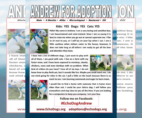 Medium Photo #2 Great Pyrenees-Unknown Mix Puppy For Sale in Hoffman Estates, IL, USA