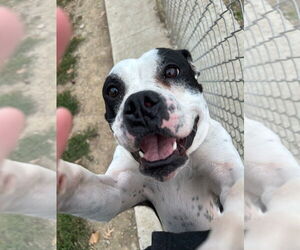 Pippin - Fee Waived - Long Term Resident - Female American Bulldog-Unknown Mix Dog for Adoption - Photo #3