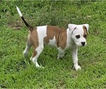 Puppy Puppy 9 American Bully