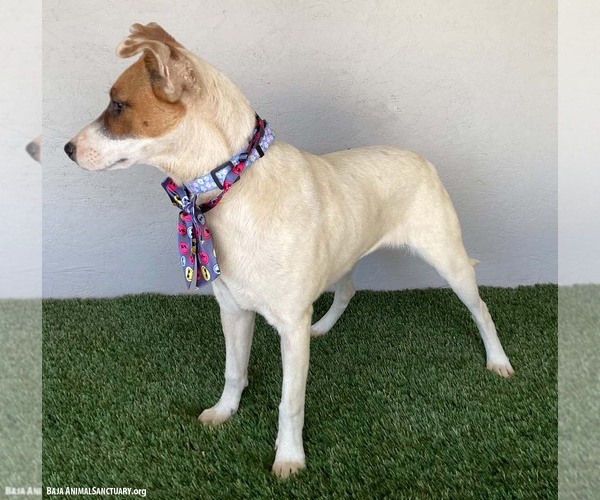Medium Photo #2 Jack Russell Terrier-Unknown Mix Puppy For Sale in San Diego, CA, USA