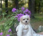 Small #4 Cava-Tzu