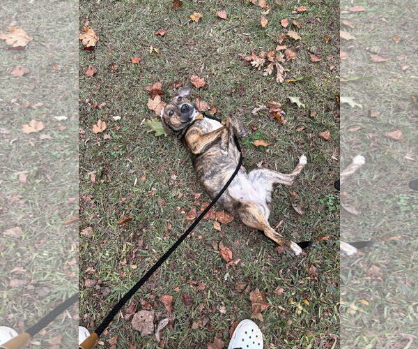 Medium Photo #3 Staffordshire Bull Terrier-Unknown Mix Puppy For Sale in Holly Springs, NC, USA