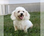 Small Photo #1 Zuchon Puppy For Sale in ARTHUR, IL, USA