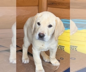 Labrador Retriever Puppy for sale in GRAND RAPIDS, MN, USA