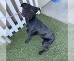 Small American Pit Bull Terrier-Labrador Retriever Mix