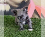 Small Photo #9 French Bulldog Puppy For Sale in PALMDALE, CA, USA