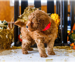 Small Photo #44 Goldendoodle-Poodle (Miniature) Mix Puppy For Sale in WAKARUSA, IN, USA