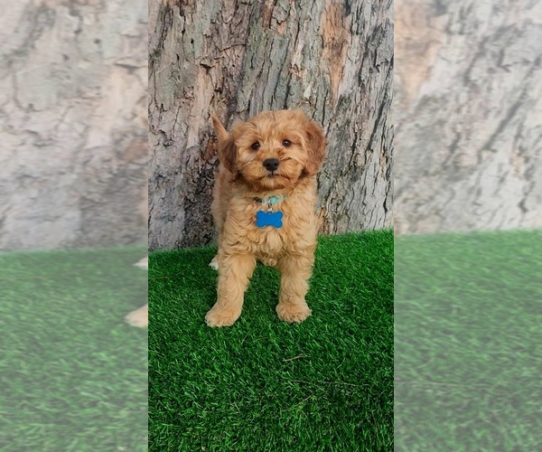 Medium Photo #1 Goldendoodle (Miniature) Puppy For Sale in INDIANAPOLIS, IN, USA
