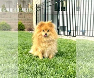 Father of the Pomeranian puppies born on 05/20/2023