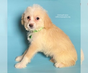 Chihuahua-Poodle (Toy) Mix Dog for Adoption in BREA, California USA