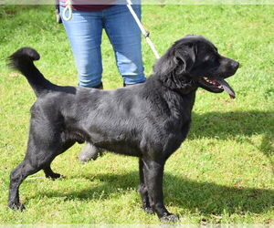Kincaid - Male Chow Chow-Unknown Mix Dog for Adoption - Photo #4