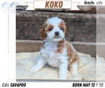 Puppy Koko Cavapoo (Miniature)