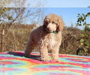 Poodle (Miniature) Puppy for sale in UNION CITY, TN, USA