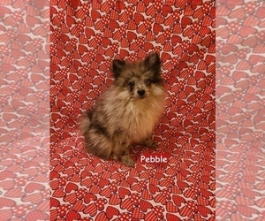 Pomeranian Puppy for sale in CLARKSVILLE, TN, USA
