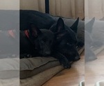 Image preview for Ad Listing. Nickname: Litter of 8