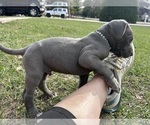 Small Photo #4 Great Dane Puppy For Sale in WILLIS, TX, USA