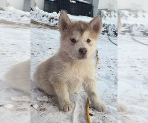 Alaskan Malamute Puppy for sale in CRIVITZ, WI, USA