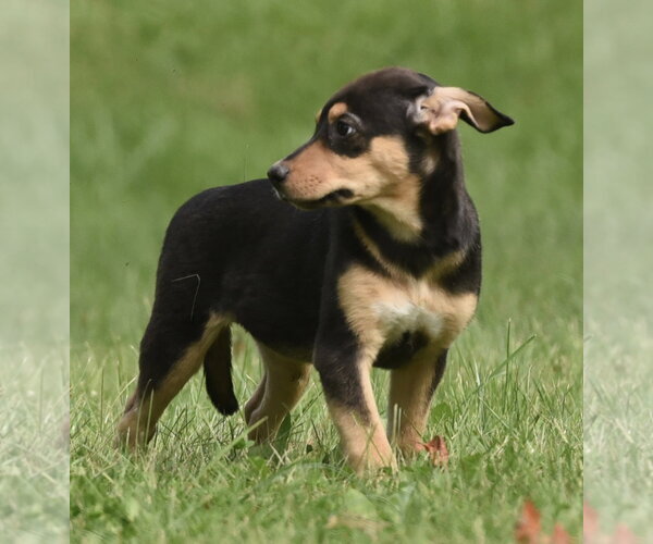 Medium Photo #5 Australian Shepherd-Unknown Mix Puppy For Sale in Mechanicsburg, PA, USA