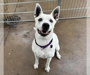Mutt Dogs for adoption in Martinez, CA, USA