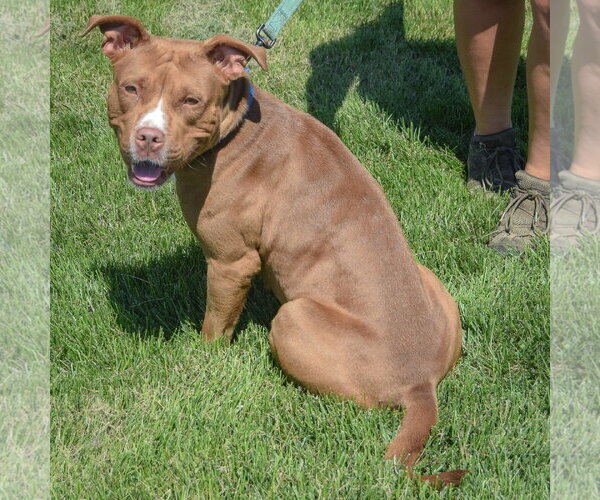 Medium Photo #3 American Staffordshire Terrier-Boxer Mix Puppy For Sale in Huntley, IL, USA