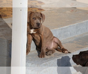 Bullboxer Pit Puppy for sale in SAN BERNARDINO, CA, USA
