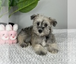 Small Photo #3 Schnauzer (Miniature) Puppy For Sale in FRANKLIN, IN, USA