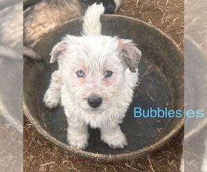 Basset Hound-Unknown Mix Dogs for adoption in Mouth Of Wilson, VA, USA