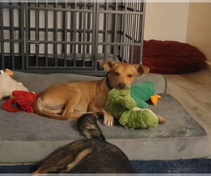 Boxador Dogs for adoption in Chandler, AZ, USA