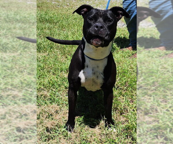 Medium Photo #4 American Pit Bull Terrier-Unknown Mix Puppy For Sale in Wetumpka, AL, USA