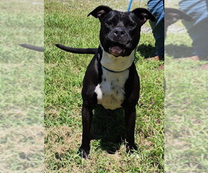 260905  Sunny - Female American Pit Bull Terrier-Unknown Mix Dog for Adoption - Photo #4