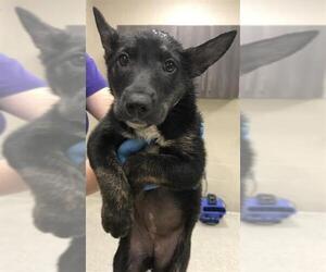 Labrador Retriever Dogs for adoption in Conroe, TX, USA