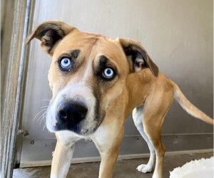 Boxer-Siberian Husky Mix Dogs for adoption in San Bernardino, CA, USA