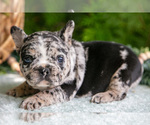 Small #2 French Bulldog