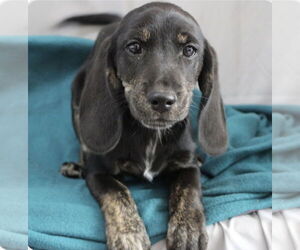 Mutt Dogs for adoption in Mundelein, IL, USA