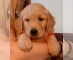 Small Photo #2 Golden Retriever Puppy For Sale in MERRILL, OR, USA