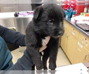 Texas Heeler-Unknown Mix Dogs for adoption in Riverside, CA, USA