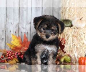 Yo-Chon Puppy for sale in MOUNT VERNON, OH, USA