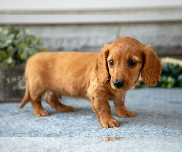 Medium Photo #22 Dachshund Puppy For Sale in NAPPANEE, IN, USA