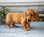 Small #2 Dachshund