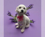 Small Poodle (Miniature) Mix