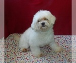 Small #1 Maltese