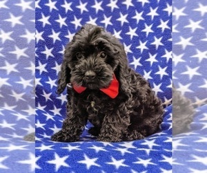 Cock-A-Poo-Poodle (Miniature) Mix Puppy for sale in CHRISTIANA, PA, USA