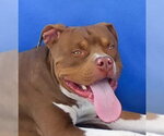 RESSE - Male Mutt Dog for Adoption - Small photo