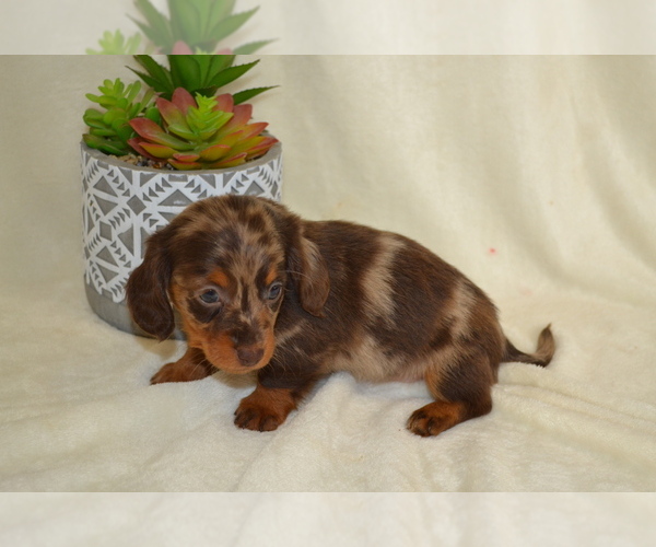 Medium Photo #4 Dachshund Puppy For Sale in GREENWOOD, WI, USA