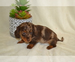 Small #3 Dachshund