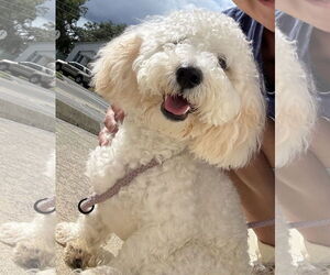 Poodle (Miniature) Dogs for adoption in Sanford, FL, USA