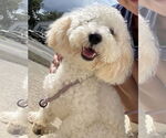 Small Poodle (Miniature)